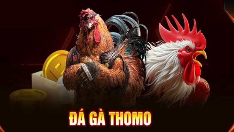 Các giống gà chiến được ưa chuộng tại Thomo