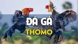 Luật chơi chọi gà Thomo