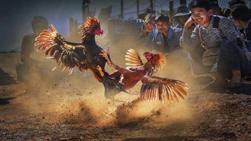 Bí kíp cá cược đá gà trực tiếp cựa dao đỉnh cao