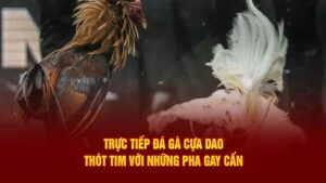 Giới thiệu về đá gà trực tiếp cựa dao
