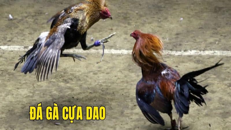 Luật chơi đá gà trực tiếp cựa dao đơn giản và dễ hiểu